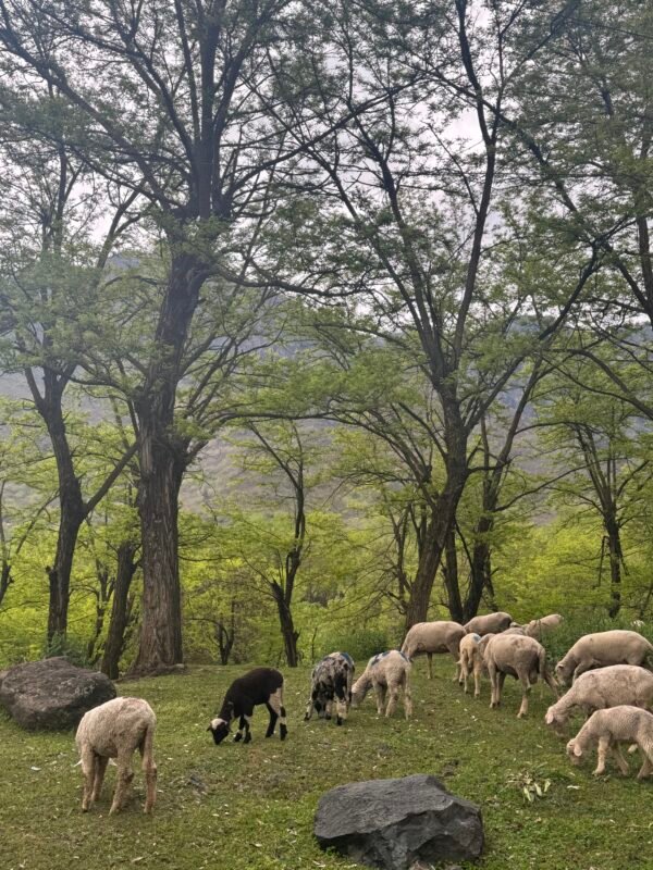 Kashmir