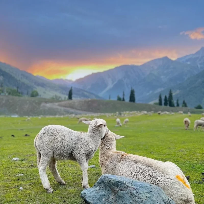 Kashmir Homepage